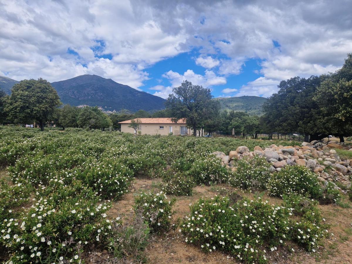 Villa Domaine U Filanciu - Casa Ghjulia - Centru Di Corsica Moltifao Esterno foto